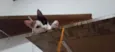Kittyrina