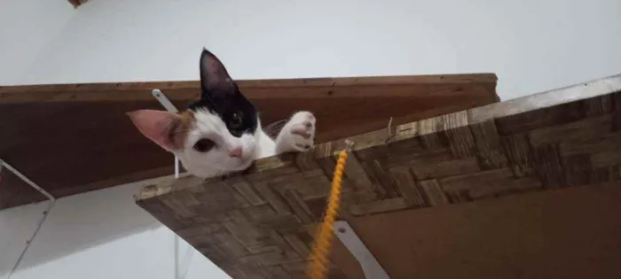 Gato ra a SRD idade 2 a 6 meses nome Kittyrina