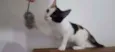 Kittyrina