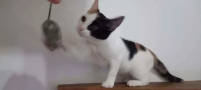 Gato ra a SRD idade 2 a 6 meses nome Kittyrina