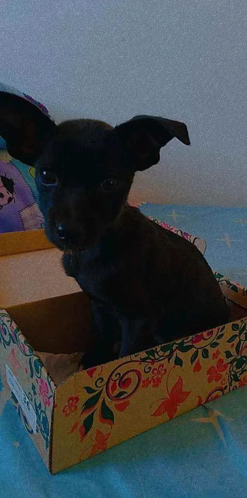 Cachorro raça Vira lata idade Abaixo de 2 meses nome Sem Nome 