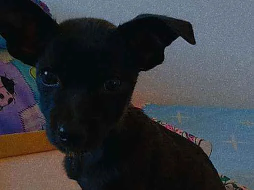 Cachorro raça Vira lata idade Abaixo de 2 meses nome Sem Nome 