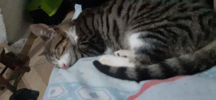 Gato raça SRD idade 2 a 6 meses nome Junior 