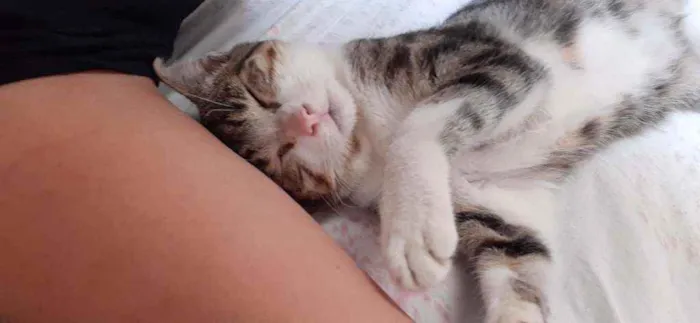 Gato raça SRD idade 2 a 6 meses nome Junior 