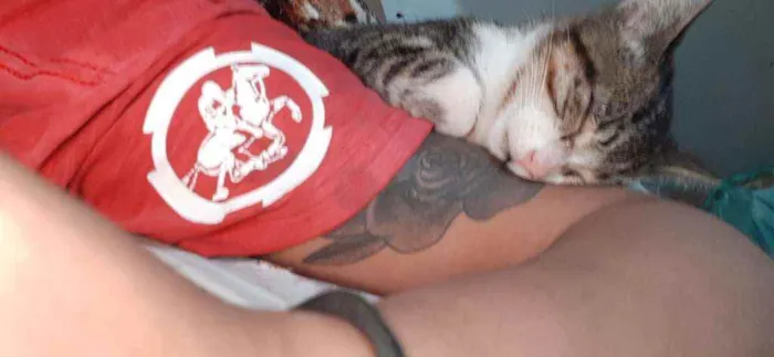 Gato raça SRD idade 2 a 6 meses nome Junior 