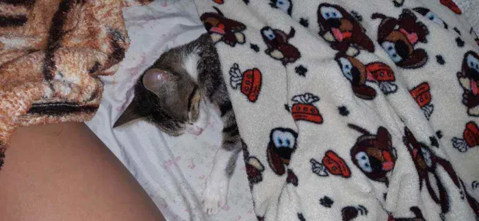 Gato raça SRD idade 2 a 6 meses nome Junior 