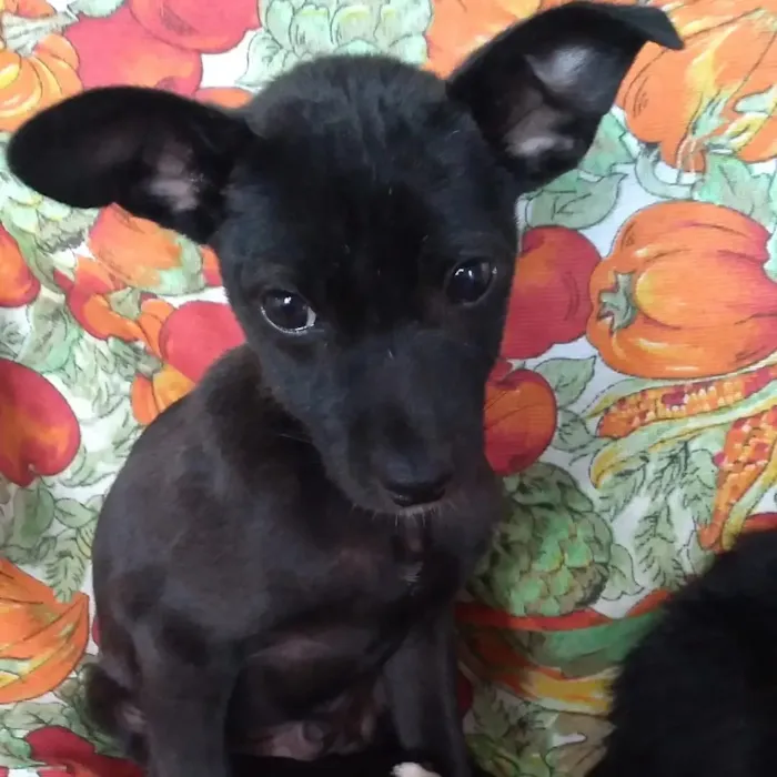 Cachorro raça Vira lata idade Abaixo de 2 meses nome Sem Nome 