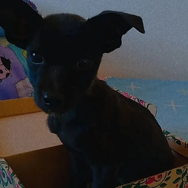 Cachorro raça Vira lata idade Abaixo de 2 meses nome Sem Nome 