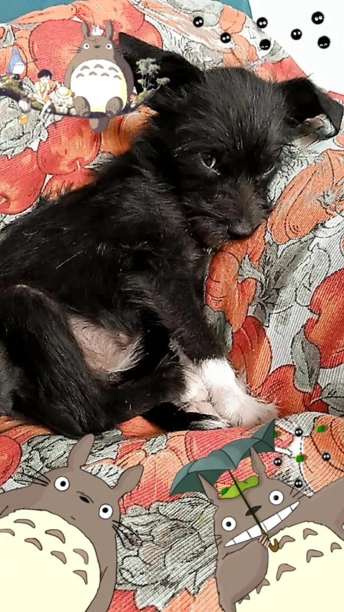 Cachorro raça Vira lata idade Abaixo de 2 meses nome Sem Nome 