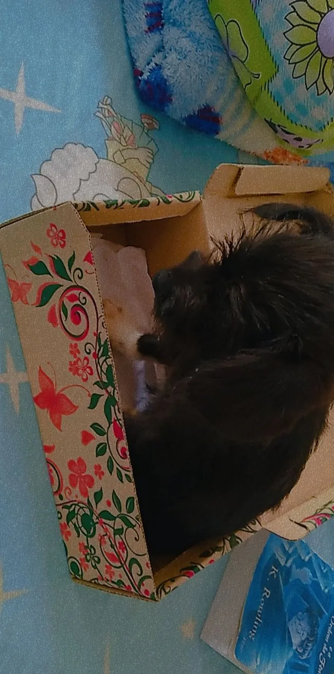 Cachorro raça Vira lata idade Abaixo de 2 meses nome Sem Nome 