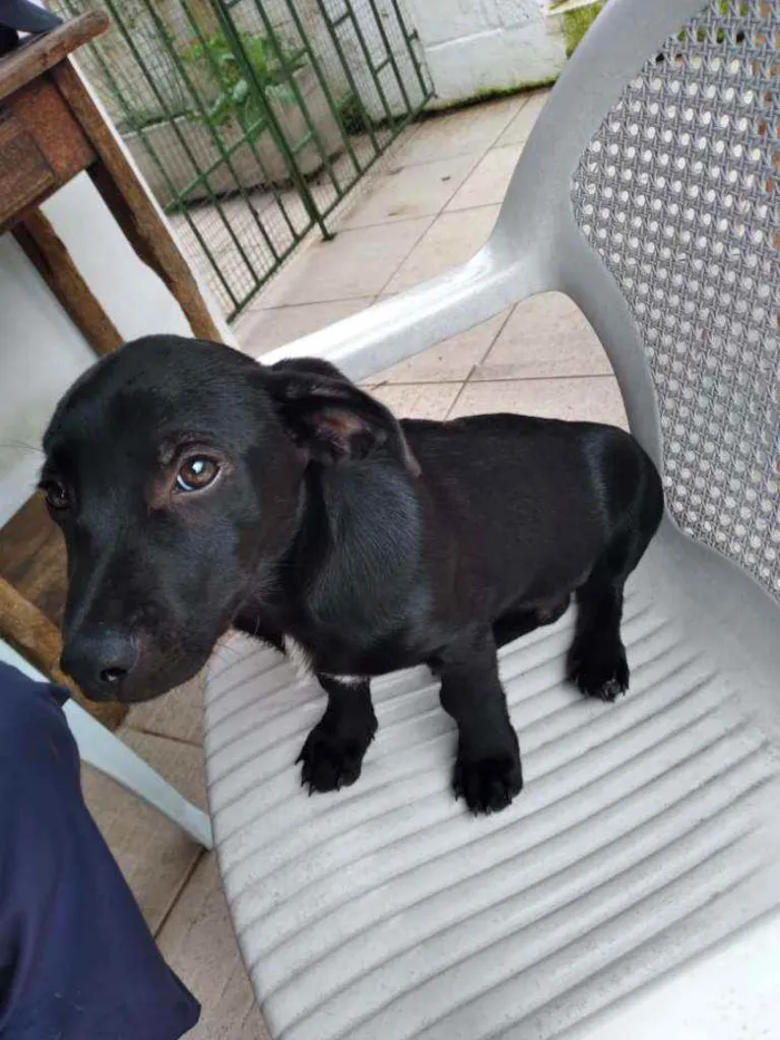 Cachorro raça SRD idade 2 a 6 meses nome Pitoco