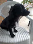 Cachorro raça SRD idade 2 a 6 meses nome Pitoco