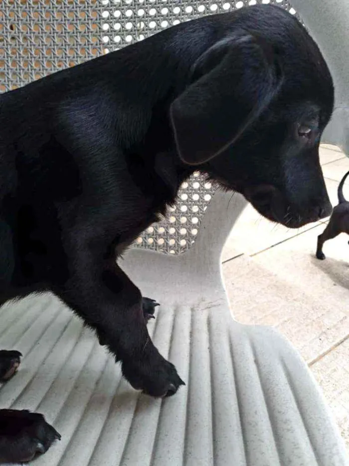 Cachorro raça SRD idade 2 a 6 meses nome Pitoco