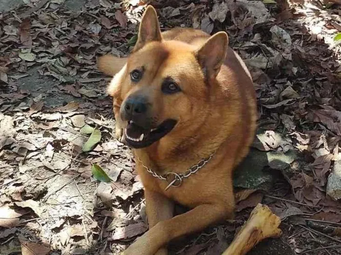 Cachorro ra a Akita Inu idade 3 anos nome Cross