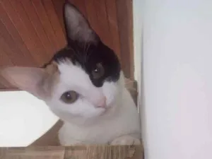Gato raça SRD idade 2 a 6 meses nome Kittyrina