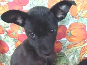 Cachorro raça Vira lata idade Abaixo de 2 meses nome Sem Nome 