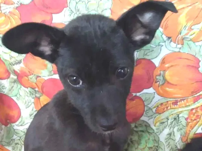 Cachorro raça Vira lata idade Abaixo de 2 meses nome Sem Nome 