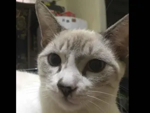 Gato raça Siamês  idade 7 a 11 meses nome Grécia e Mia 