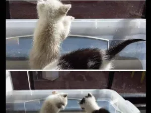 Gato raça Gato idade Abaixo de 2 meses nome Rubi e Branquinha