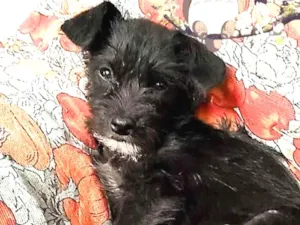 Cachorro raça Vira lata idade Abaixo de 2 meses nome Sem Nome 