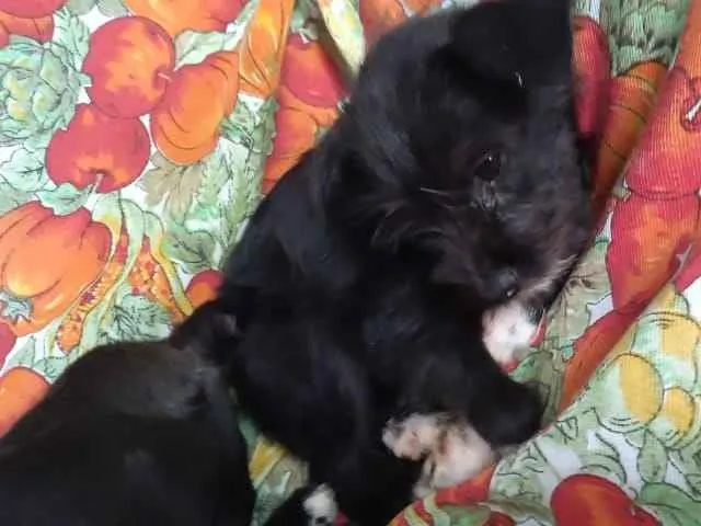 Cachorro raça Vira lata idade Abaixo de 2 meses nome Sem Nome 