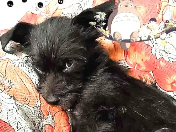 Cachorro raça Vira lata idade Abaixo de 2 meses nome Sem Nome 