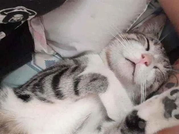 Gato raça SRD idade 2 a 6 meses nome Junior 