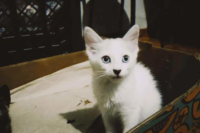 Gato ra a  idade 2 a 6 meses nome Regina