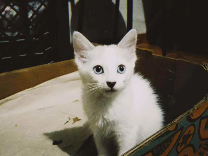 Gato ra a  idade 2 a 6 meses nome Regina
