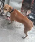 Dudu