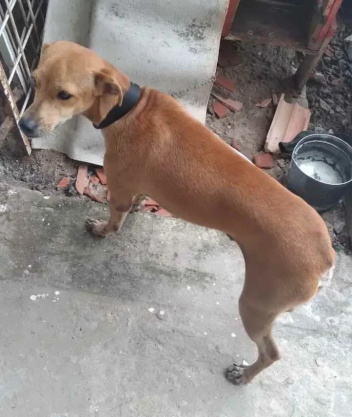 Cachorro raça Pinchen com vira lata  idade 1 ano nome Dudu