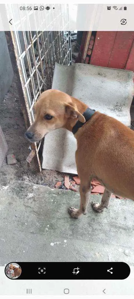 Cachorro raça Pinchen com vira lata  idade 1 ano nome Dudu