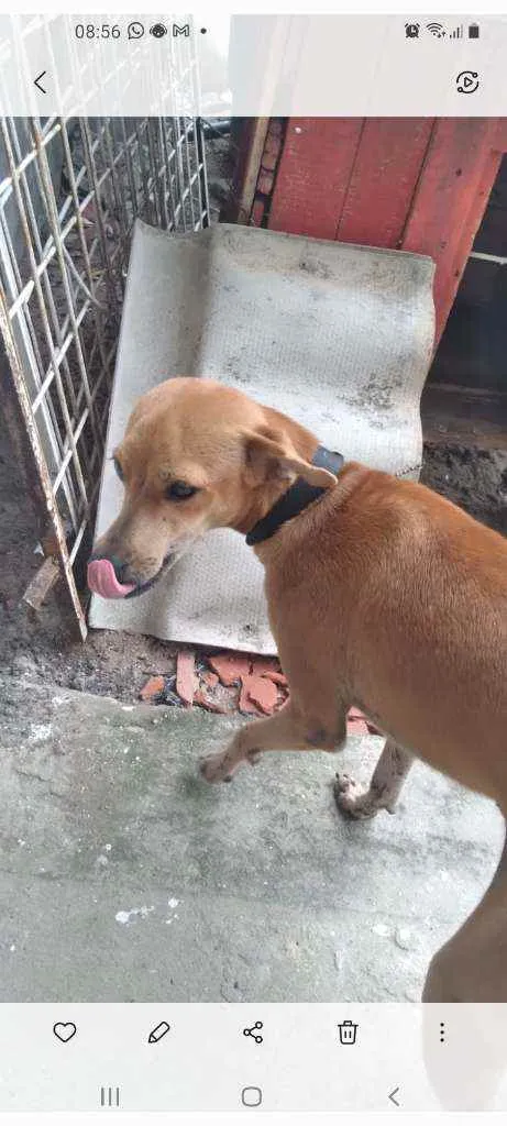 Cachorro raça Pinchen com vira lata  idade 1 ano nome Dudu