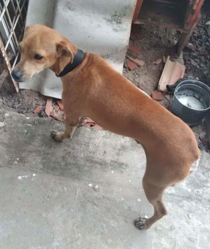Cachorro raça Pinchen com vira lata  idade 1 ano nome Dudu