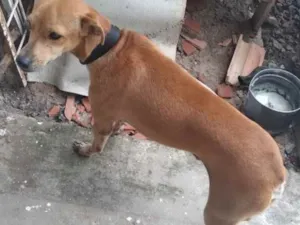 Cachorro raça Pinchen com vira lata  idade 1 ano nome Dudu