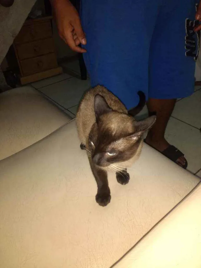 Gato ra a Ele é de raça idade 2 a 6 meses nome Lx
