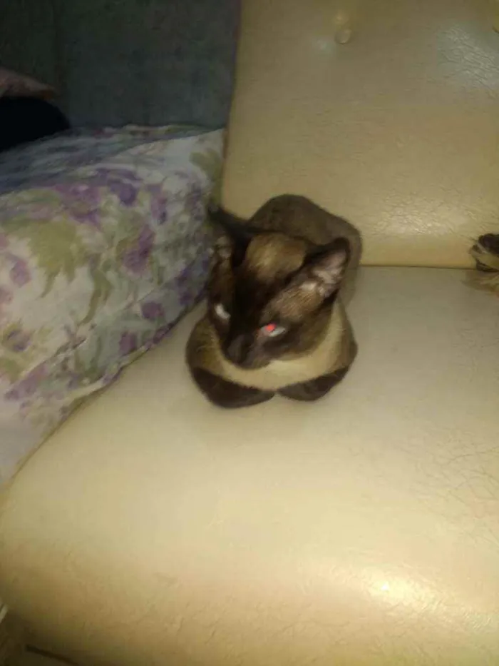 Gato ra a Ele é de raça idade 2 a 6 meses nome Lx