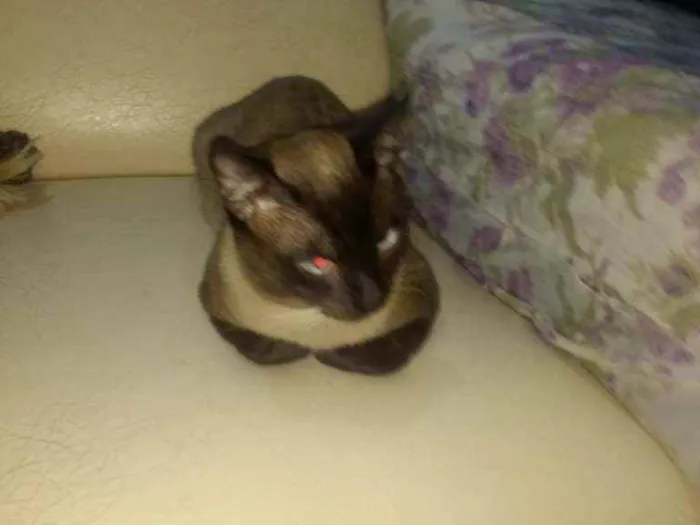 Gato ra a Ele é de raça idade 2 a 6 meses nome Lx