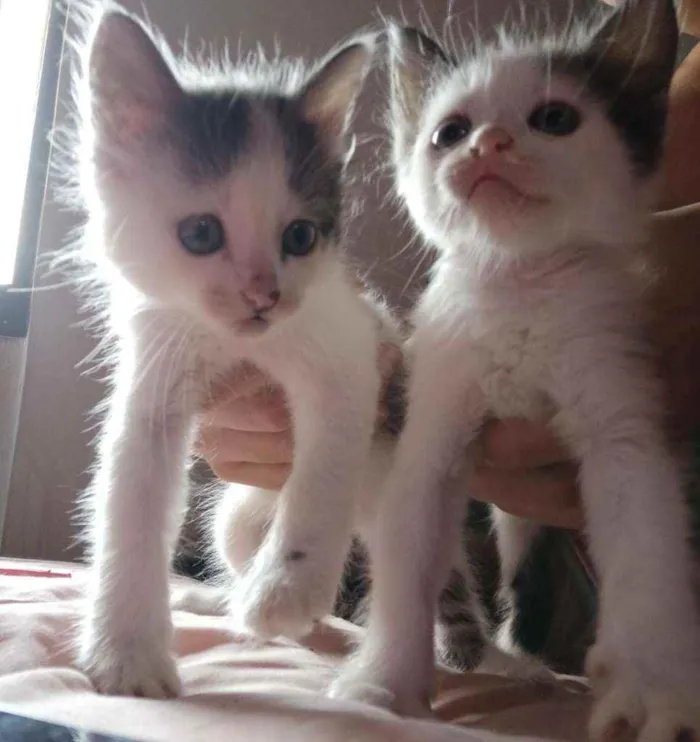 Gato ra a Sem Raça Definida  idade Abaixo de 2 meses nome Sem nome