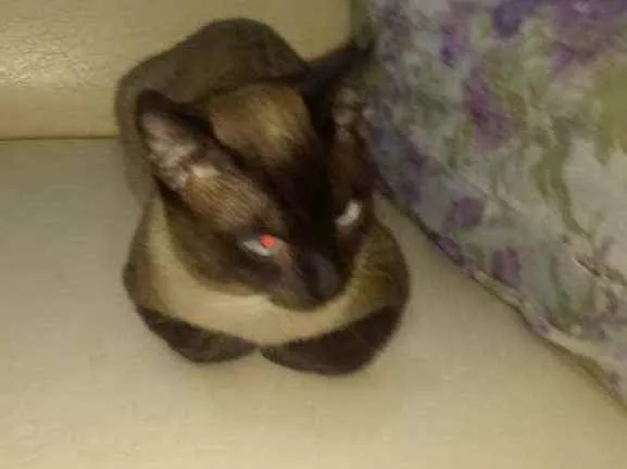 Gato ra a Ele é de raça idade 2 a 6 meses nome Lx