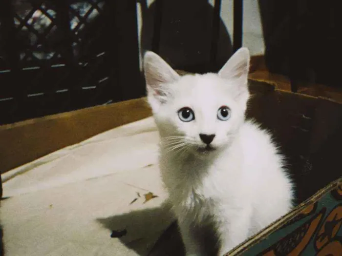 Gato ra a  idade 2 a 6 meses nome Regina
