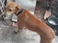 Dudu