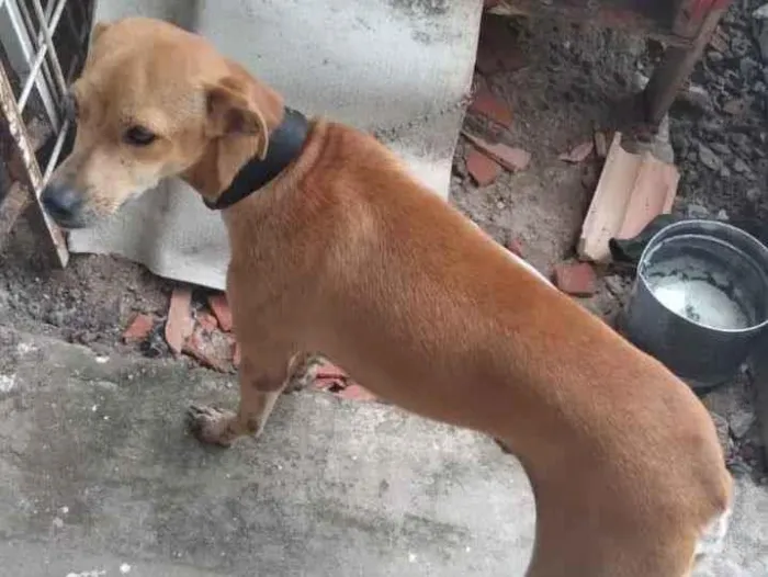 Cachorro raça Pinchen com vira lata  idade 1 ano nome Dudu