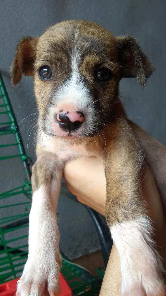 Cachorro ra a Mãe Pitbull  idade Abaixo de 2 meses nome Sem nome 