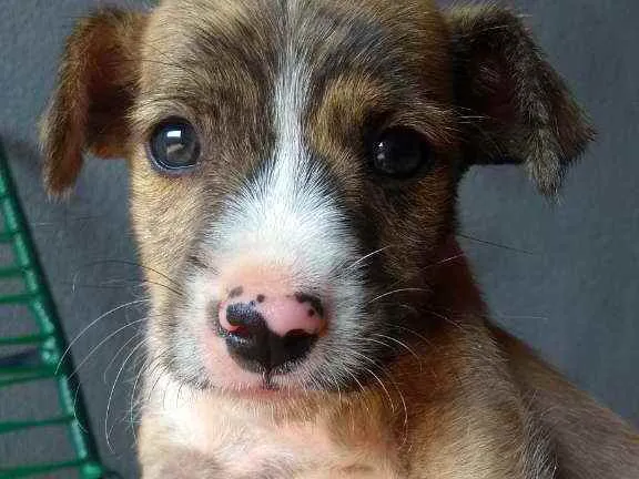 Cachorro ra a Mãe Pitbull  idade Abaixo de 2 meses nome Sem nome 