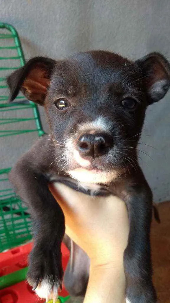 Cachorro ra a Mãe Pitbull  idade Abaixo de 2 meses nome Sem nome 