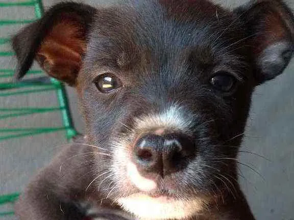 Cachorro ra a Mãe Pitbull  idade Abaixo de 2 meses nome Sem nome 