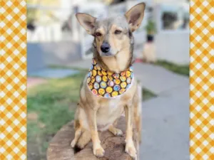 Cachorro raça SRD-ViraLata idade 6 ou mais anos nome BRITA