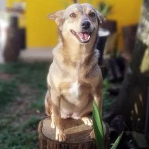 Cachorro ra a SRD-ViraLata idade 6 ou mais anos nome BRITA