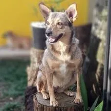 Cachorro ra a SRD-ViraLata idade 6 ou mais anos nome BRITA